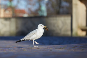 Siberian gull, Larus argentatus, juvenile Siberian gull, Larus argentatus, juvenile